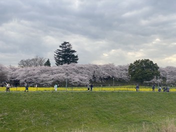 皆様は花より団子派or団子より花派どちらでしょうか･･